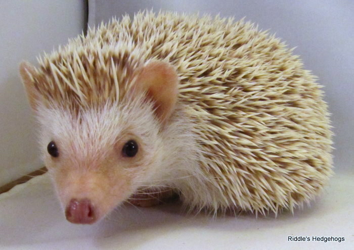 Hedgehog Cinnamon