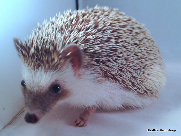 Our Herd Riddle S Hedgehogs Hedgehog Breeder In Northern Virginia