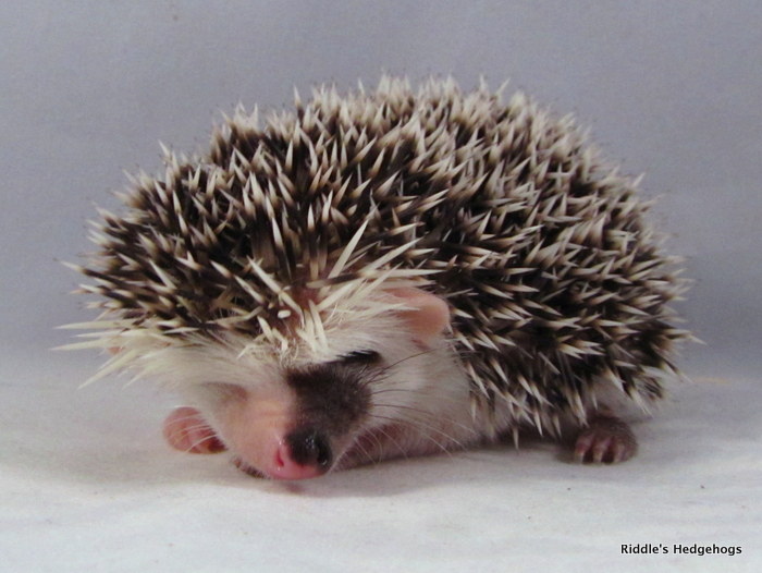 Our Herd Riddle S Hedgehogs Hedgehog Breeder In Northern Virginia