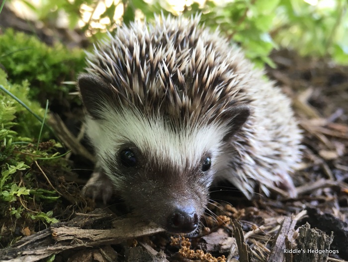 Our Herd Riddle's Hedgehogs Hedgehog Breeder in Northern Virginia
