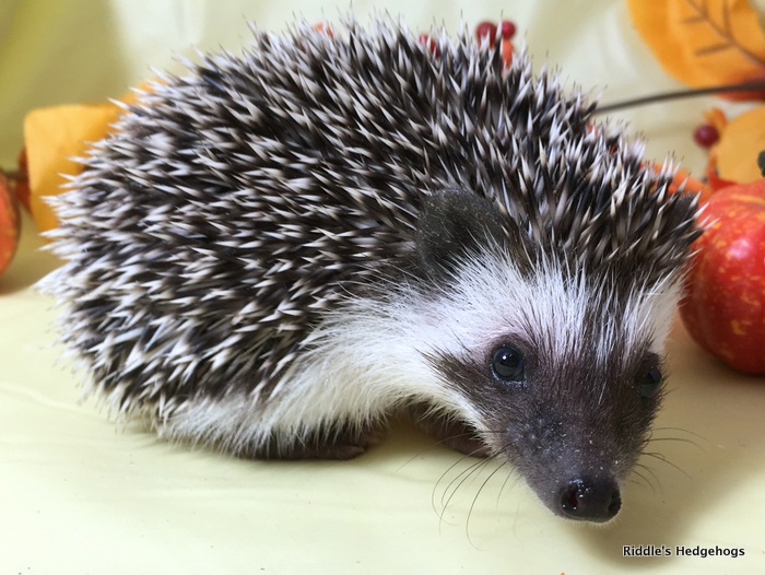 For Sale Riddle's Hedgehogs Hedgehog Breeder in Northern Virginia