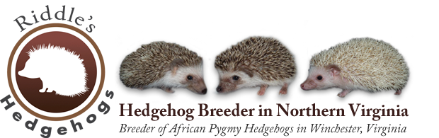 Riddle's Hedgehogs - Hedgehog Breeder in Northern Virginia