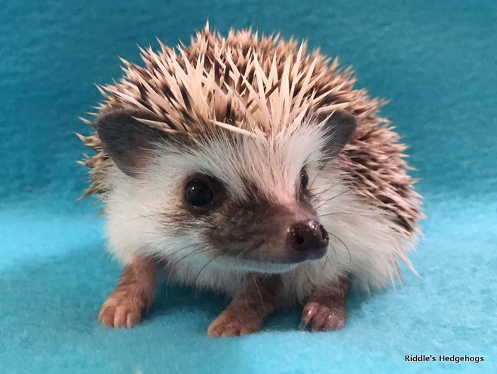 For Sale Riddle S Hedgehogs Hedgehog Breeder In Northern Virginia,Whats The Best Gin On The Market
