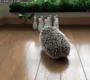 bowling hedgehog