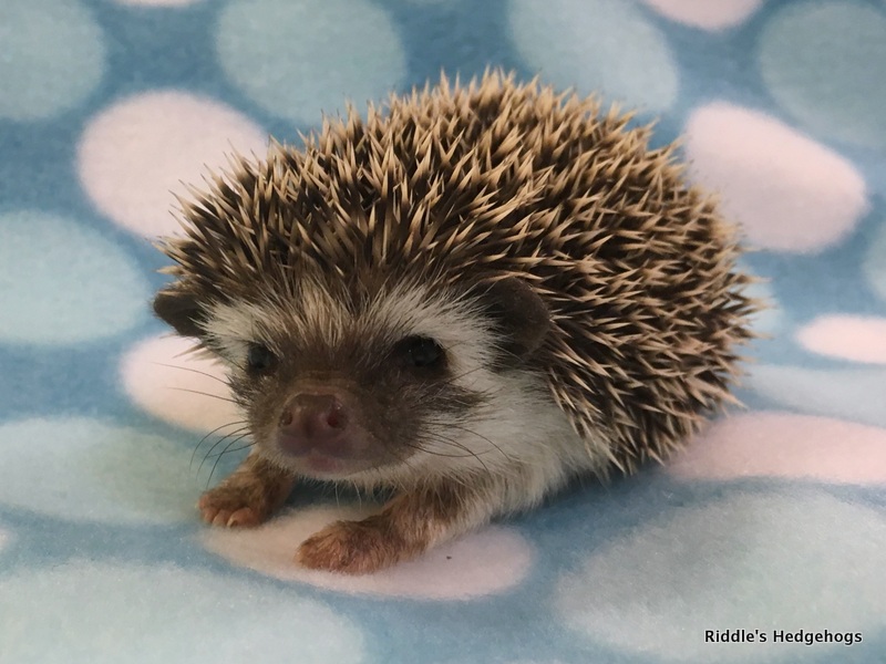Chosen Hedgehogs | Riddle's Hedgehogs - Hedgehog Breeder in Northern ...