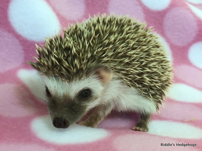 Chosen Hedgehogs | Riddle's Hedgehogs - Hedgehog Breeder in Northern ...