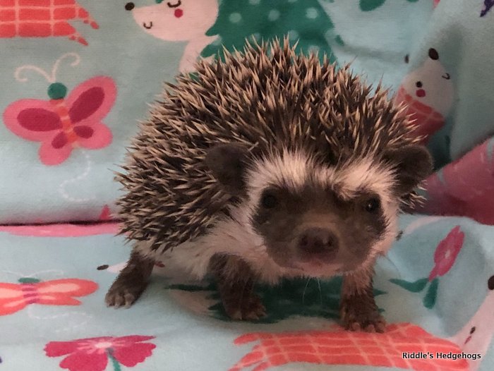 Chosen Hedgehogs Riddle's Hedgehogs Hedgehog Breeder in Northern